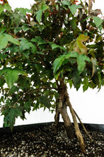Load image into Gallery viewer, Bonsai Special | Trident Maple (F7)