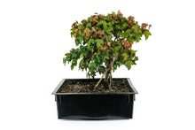 Load image into Gallery viewer, Bonsai Special | Trident Maple (F7)