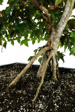 Load image into Gallery viewer, Bonsai Special | Trident Maple (F7)