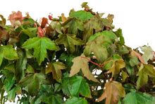 Load image into Gallery viewer, Bonsai Special | Trident Maple (F7)