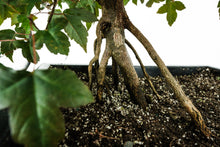 Load image into Gallery viewer, Bonsai Special | Trident Maple (F7)