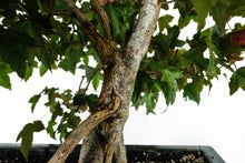 Load image into Gallery viewer, Bonsai Special | Trident Maple (F7)