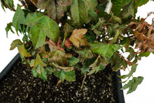 Load image into Gallery viewer, Bonsai Special | Trident Maple (F7)