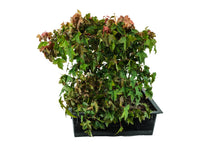 Load image into Gallery viewer, Bonsai Special | Trident Maple (F7)