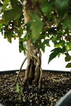 Load image into Gallery viewer, Bonsai Special | Trident Maple (F7)