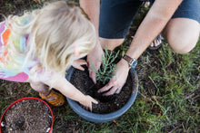 Load image into Gallery viewer, Giant Sequoia | Medium Tree Seedling | The Jonsteen Company