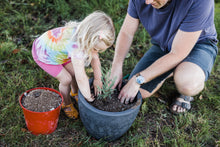 Load image into Gallery viewer, Giant Sequoia | Medium Tree Seedling | The Jonsteen Company