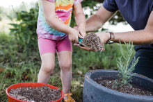Load image into Gallery viewer, Giant Sequoia | Medium Tree Seedling | The Jonsteen Company