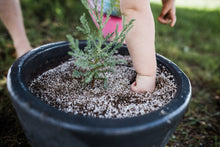 Load image into Gallery viewer, Giant Sequoia | Medium Tree Seedling | The Jonsteen Company