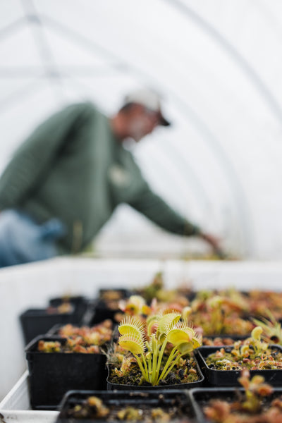 Venus Flytrap | Carnivorous Plant Grow Kit | The Jonsteen Company