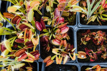 Load image into Gallery viewer, Venus Flytrap | Carnivorous Plant Grow Kit | The Jonsteen Company