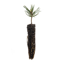 Load image into Gallery viewer, Foxtail Pine | Small Tree Seedling | The Jonsteen Company