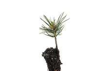 Load image into Gallery viewer, Foxtail Pine | Small Tree Seedling | The Jonsteen Company