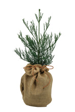 Load image into Gallery viewer, Giant Sequoia w/ Burlap Gift Wrapping | The Jonsteen Company