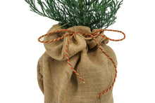 Load image into Gallery viewer, Giant Sequoia w/ Burlap Gift Wrapping | The Jonsteen Company