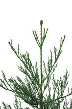 Load image into Gallery viewer, Giant Sequoia w/ Burlap Gift Wrapping | The Jonsteen Company