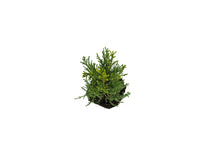 Load image into Gallery viewer, Giant Sequoia | XL Tree Seedling