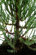 Load image into Gallery viewer, Giant Sequoia | XL Tree Seedling