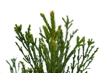 Load image into Gallery viewer, Giant Sequoia | XL Tree Seedling
