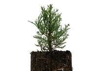 Load image into Gallery viewer, Giant Sequoia | XL Tree Seedling