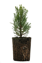 Load image into Gallery viewer, Giant Sequoia | XL Tree Seedling