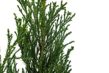 Load image into Gallery viewer, Giant Sequoia | XL Tree Seedling