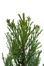 Load image into Gallery viewer, Giant Sequoia | XL Tree Seedling