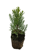 Load image into Gallery viewer, Giant Sequoia | XL Tree Seedling