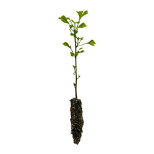 Load image into Gallery viewer, Ginkgo biloba | Small Tree Seedling | The Jonsteen Company