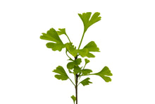 Load image into Gallery viewer, Visit Jonsteen's Living Library of Trees! | SequoiaTrees.com