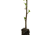 Load image into Gallery viewer, Ginkgo biloba | Small Tree Seedling | The Jonsteen Company