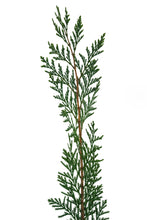 Load image into Gallery viewer, Incense Cedar | Medium Tree Seedling