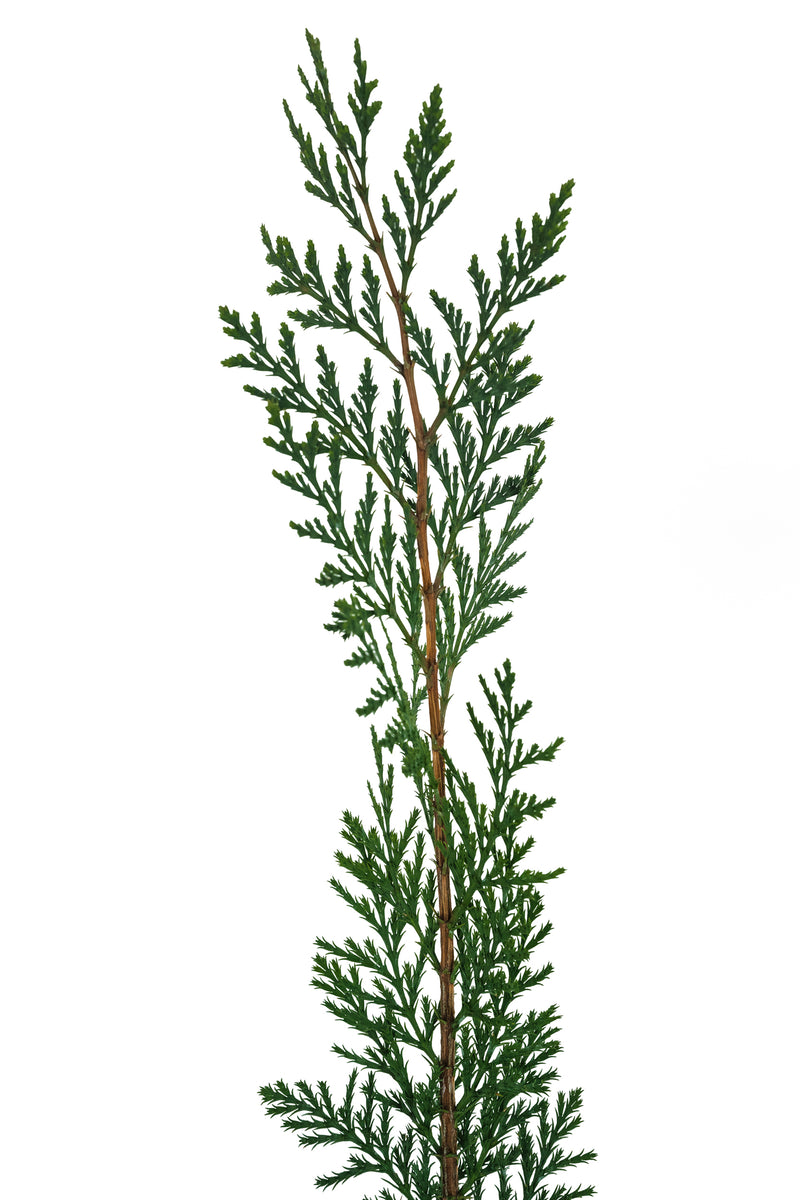 Incense Cedar Medium Tree Seedling