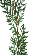 Load image into Gallery viewer, Incense Cedar | Medium Tree Seedling