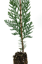 Load image into Gallery viewer, Incense Cedar | Medium Tree Seedling