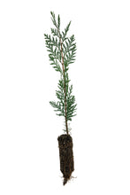 Load image into Gallery viewer, Incense Cedar | Medium Tree Seedling