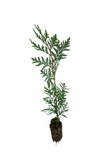 Load image into Gallery viewer, Incense Cedar | Medium Tree Seedling