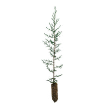 Load image into Gallery viewer, Italian Cypress | Medium Tree Seedling | The Jonsteen Company