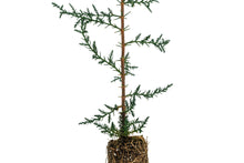 Load image into Gallery viewer, Italian Cypress | Medium Tree Seedling | The Jonsteen Company