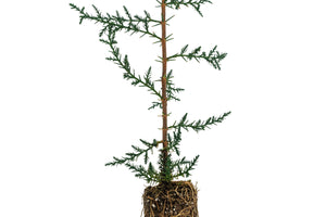 Italian Cypress | Medium Tree Seedling | The Jonsteen Company