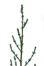 Load image into Gallery viewer, Italian Cypress | Medium Tree Seedling | The Jonsteen Company