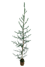 Load image into Gallery viewer, Italian Cypress | Medium Tree Seedling | The Jonsteen Company