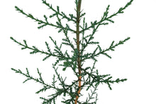 Load image into Gallery viewer, Italian Cypress | Medium Tree Seedling | The Jonsteen Company