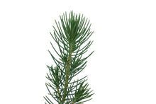 Load image into Gallery viewer, Italian Stone Pine | Small Tree Seedling | The Jonsteen Company