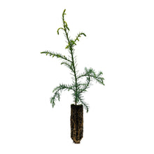 Load image into Gallery viewer, Japanese Cedar | Medium Tree Seedling | The Jonsteen Company