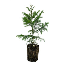 Load image into Gallery viewer, Japanese Cedar | XL Tree Seedling | The Jonsteen Company