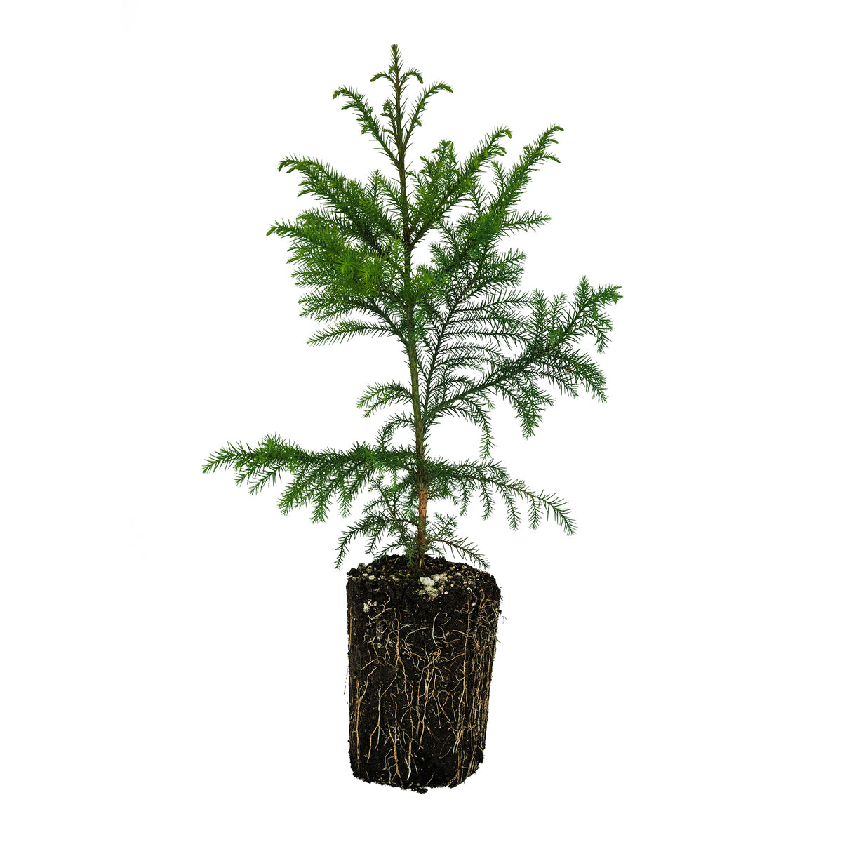 Japanese Cedar | XL Tree Seedling – The Jonsteen Company