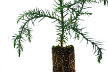Load image into Gallery viewer, Japanese Cedar | Medium Tree Seedling | The Jonsteen Company