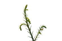 Load image into Gallery viewer, Japanese Cedar | Medium Tree Seedling | The Jonsteen Company