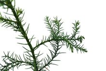 Load image into Gallery viewer, Japanese Cedar | Medium Tree Seedling | The Jonsteen Company